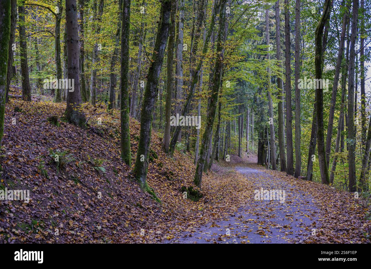 Ein ruhiger Waldweg, gesäumt von Bäumen und mit Herbstlaub bedeckt, führt durch den Wald, Perlbachtal, Niederbayern Stockfoto