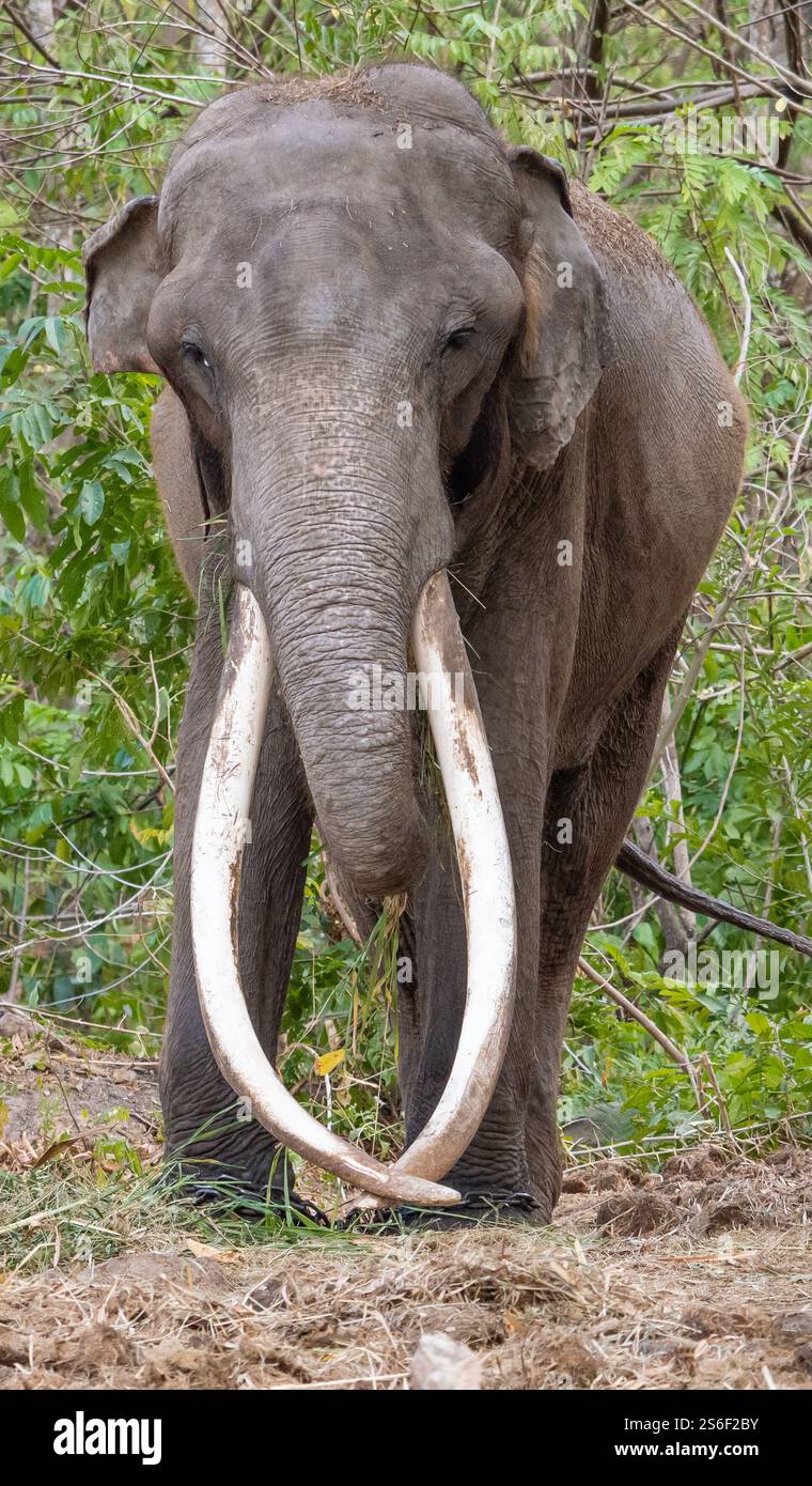 Nahaufnahme eines asiatischen Elefanten Stockfoto