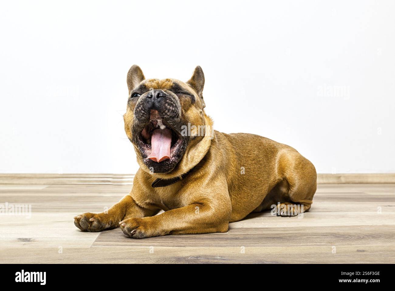 Ein Bild von einem niedlichen Bulldogge auf dem Boden liegend Gähnen Stockfoto