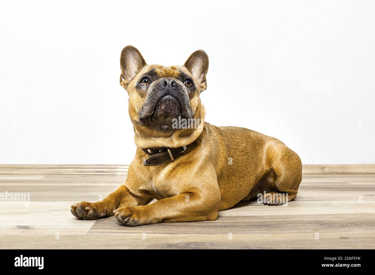 Ein Bild von einem niedlichen Bulldogge auf dem Boden liegend Stockfoto