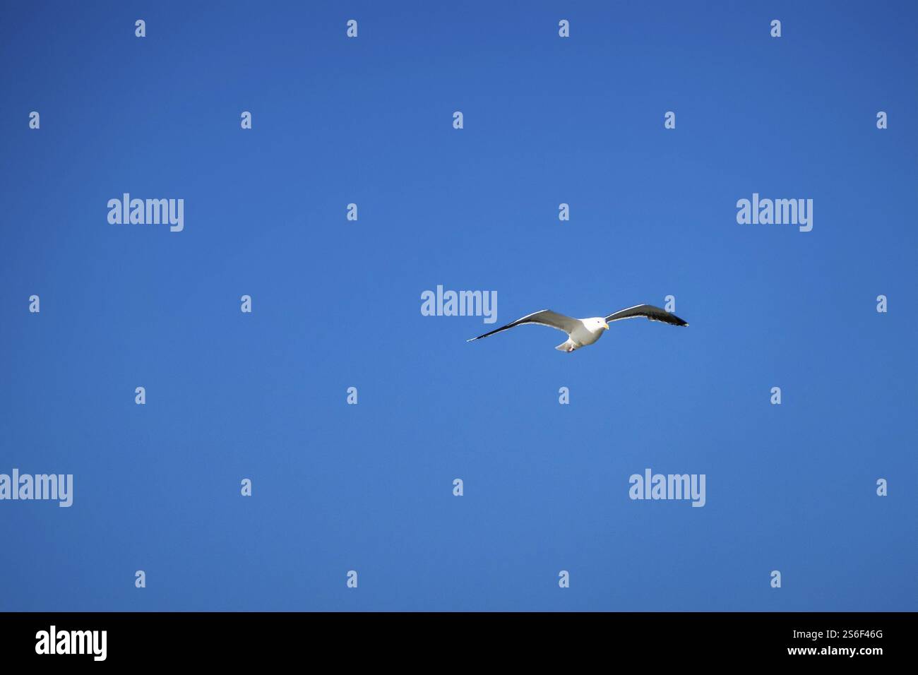 Ein Bild einer Möwe im klaren blauen Himmel Stockfoto