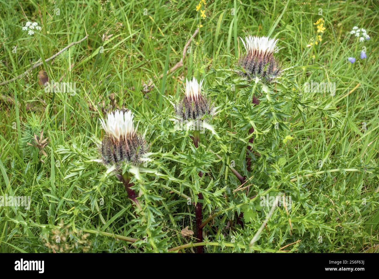 Ein Bild einer Silberdistel in der Natur Stockfoto