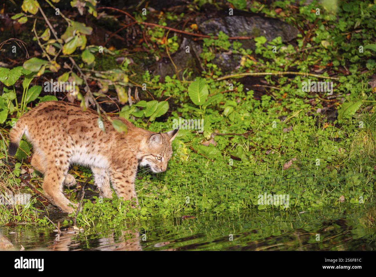 Ein junger Eurasischer Luchs (Lynx Luchs) steht teilweise im Wasser eines Teiches und spielt herum Stockfoto