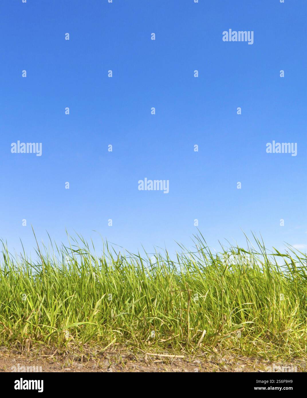 Ein Bild von einem grünen Gras Hintergrund Stockfoto