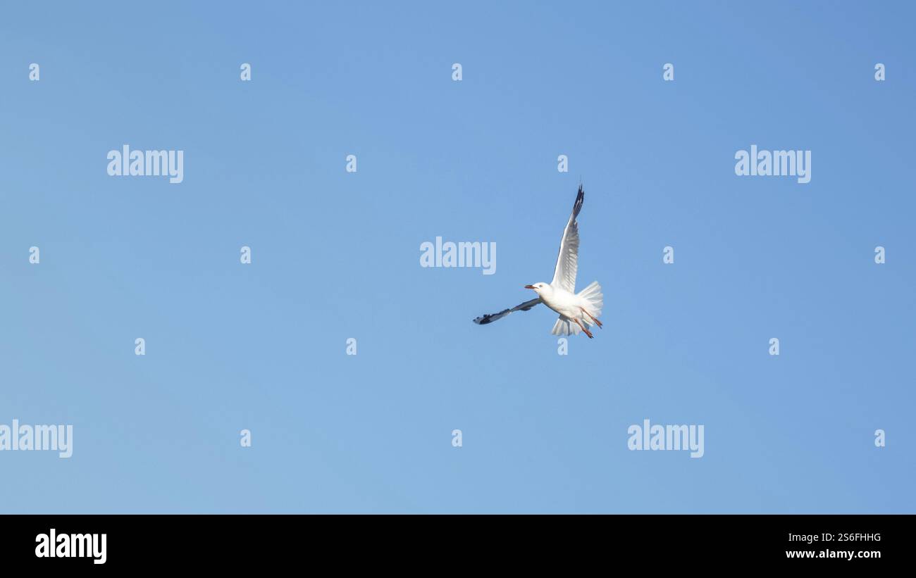 Ein Bild einer Möwe im klaren blauen Himmel Stockfoto