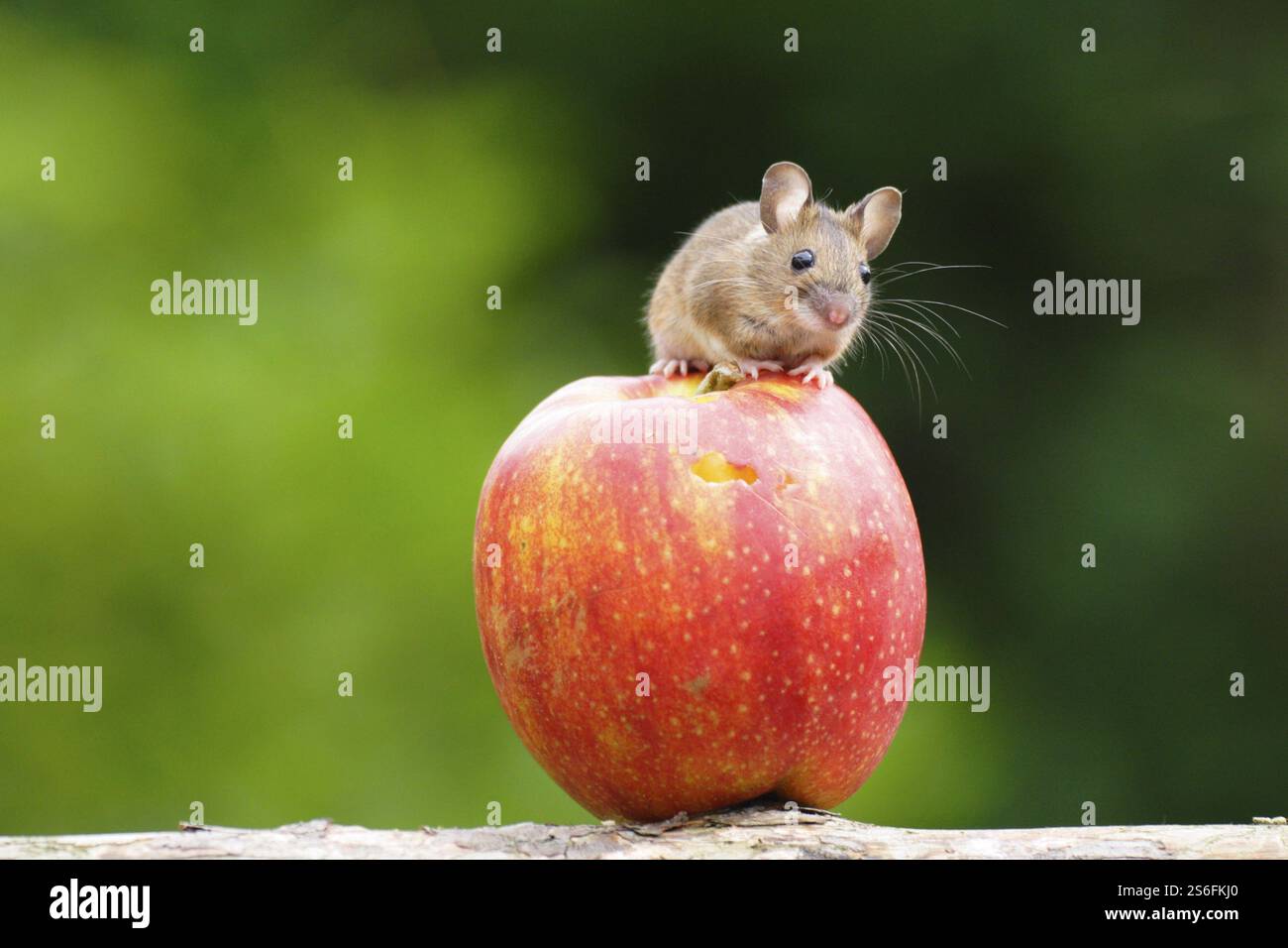 Maus auf Apfel, Tiere, Säugetiere, Nagetiere, Hessen, Bundesrepublik Deutschland Stockfoto