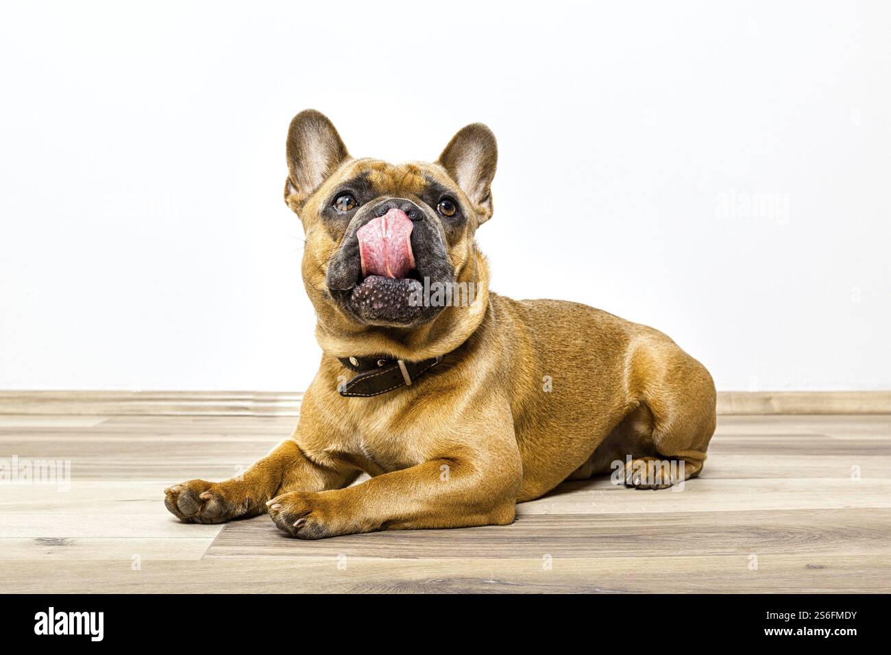 Ein Bild von einem niedlichen Bulldogge auf dem Boden liegend seine Nase lecken Stockfoto
