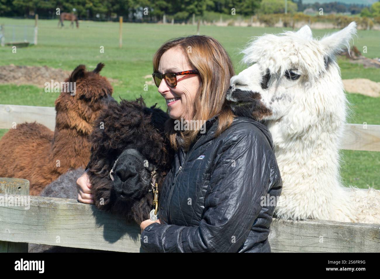 Frau, die mit freundlichen Alpakas in Neuseeland interagiert Stockfoto