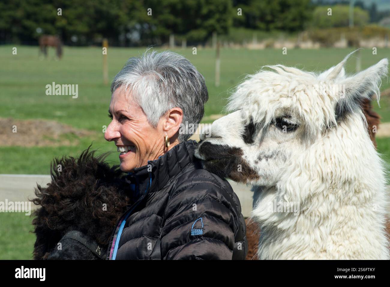 Frau, die mit freundlichen Alpakas in Neuseeland interagiert Stockfoto