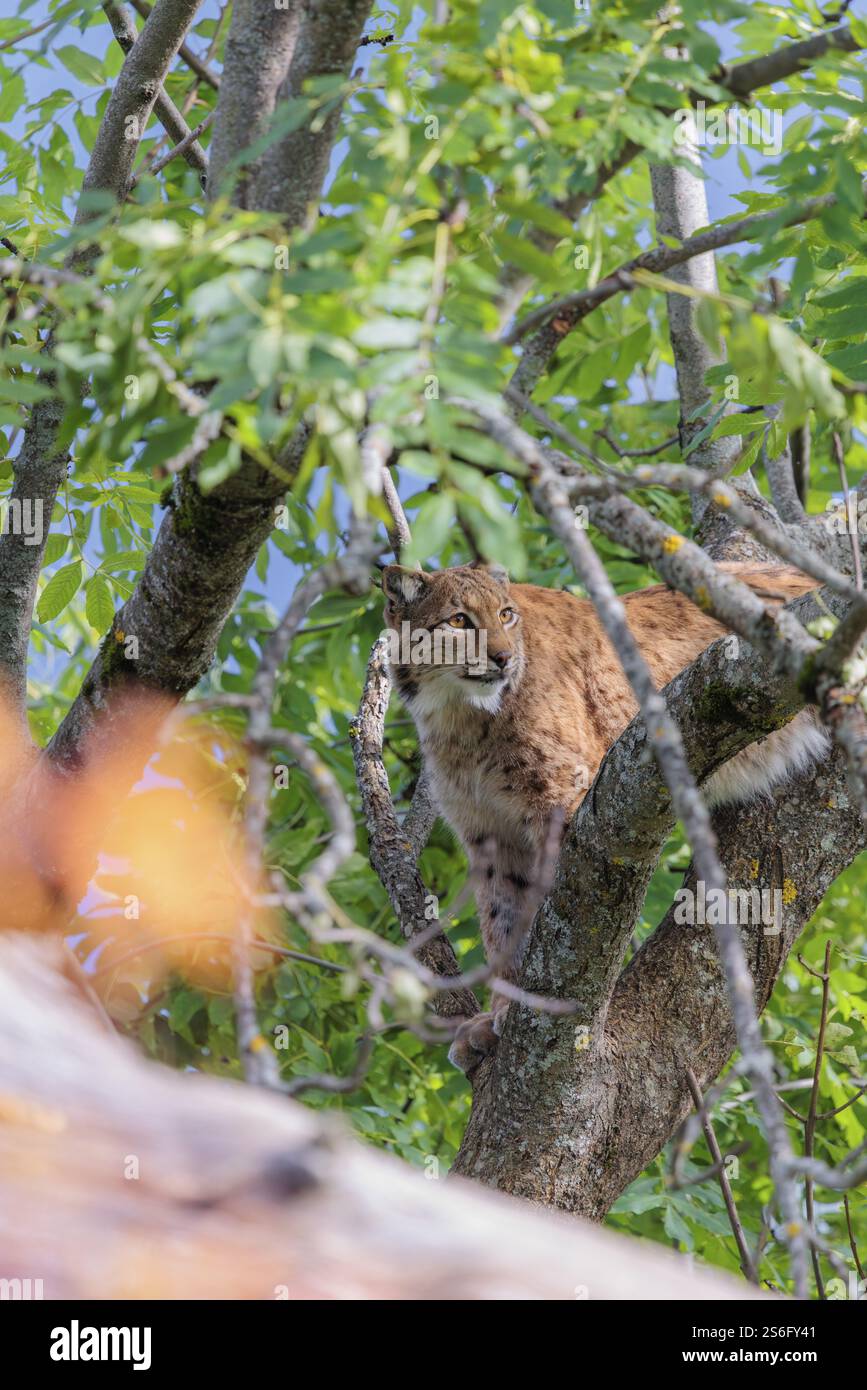 Ein Eurasischer Luchs (Lynx Luchs) sitzt hoch oben in einem Baum an einem sonnigen Tag und beobachtet etwas Stockfoto