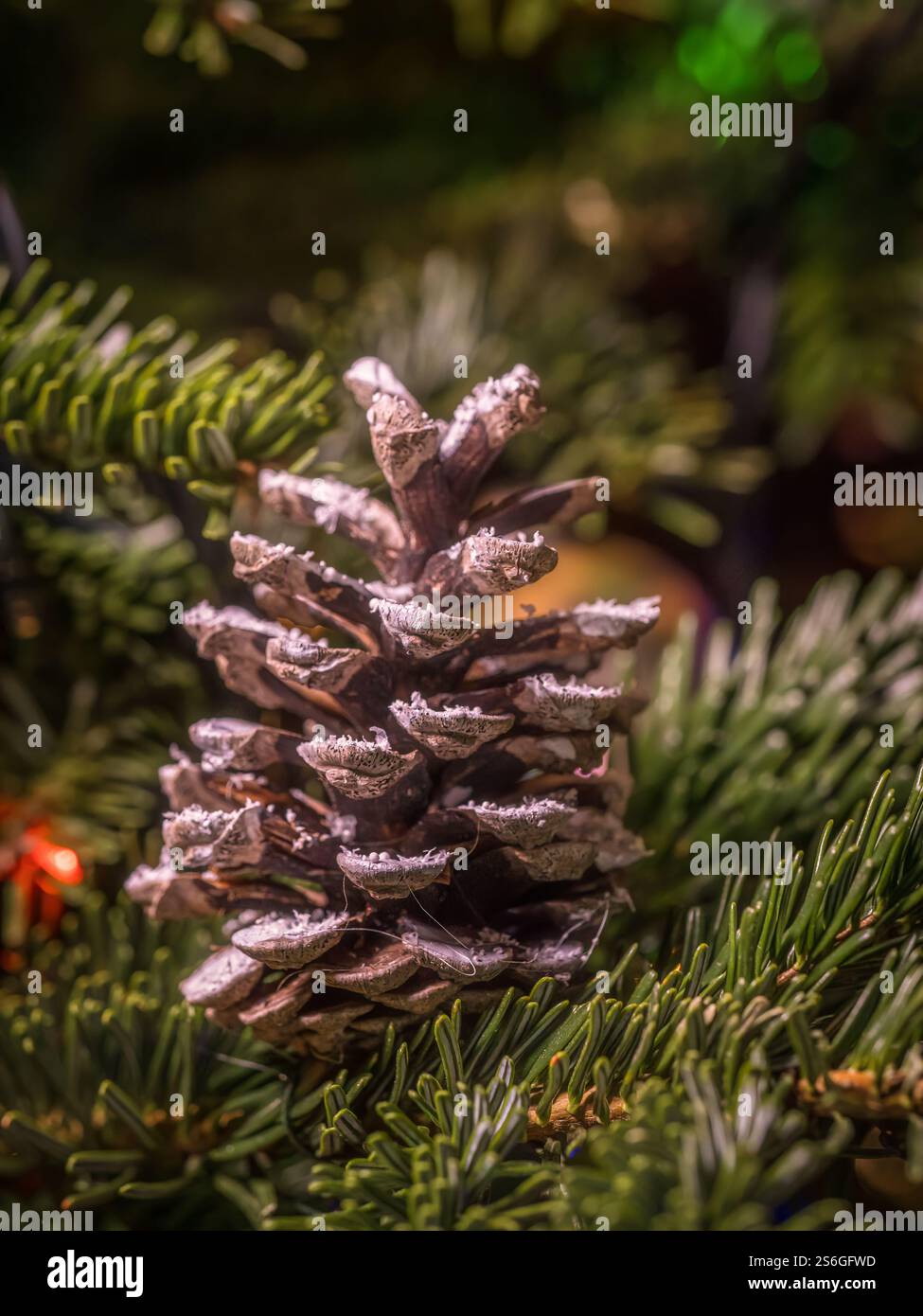Milchkiefernkegel mit Weihnachtsbaumzweig, beleuchtet von festlichen Weihnachtslichtern. Stockfoto