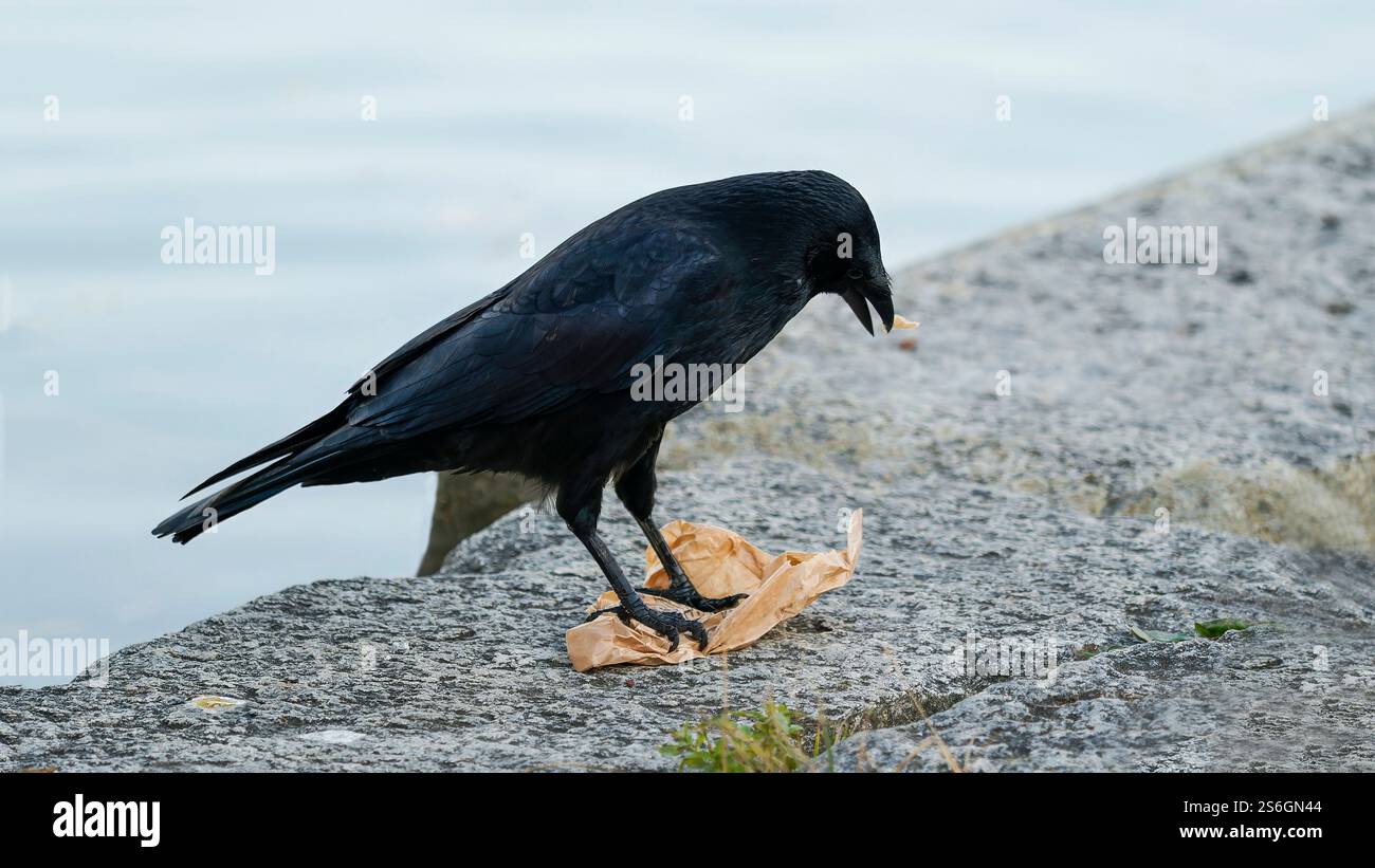 Eine Krähe, die auf einer Steinoberfläche am Rand des Wassers auf der Suche ist Stockfoto