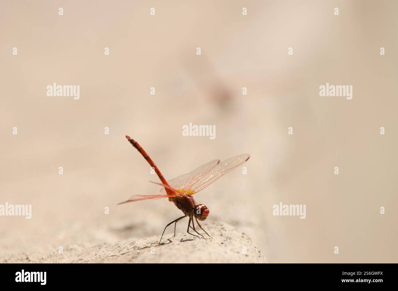 Männliche rotgeäderte Drop Trithemis arteriosa und eine weitere im Hintergrund. La Lajilla. La Aldea de San Nicolas. Gran Canaria. Kanarische Inseln. Spanien. Stockfoto