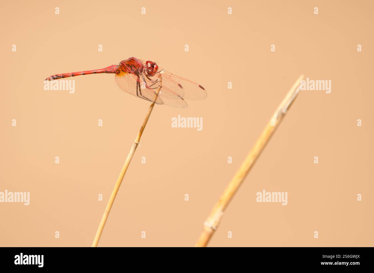 Männliche rotaderförmige Tropftrithemis arteriosa. La Lajilla. La Aldea de San Nicolas. Gran Canaria. Kanarische Inseln. Spanien. Stockfoto