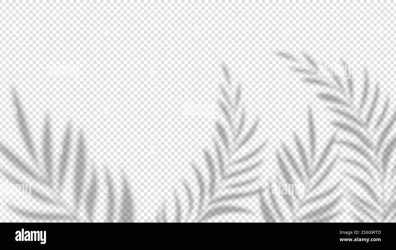 Schatten Palmblätter. Pflanzeneffekt auf transparentem Hintergrund überlagern. Minimalistisches, verschwommenes Naturvektorbanner für den Sommer. Handflächenschatten überlappt, deckt die Abbildung der Zweigblätter ab. Schatten Palmblätter. Pflanzeneffekt auf transparentem Hintergrund überlagern. Minimalistisches, verschwommenes Naturvektorbanner für den Sommer Stock Vektor