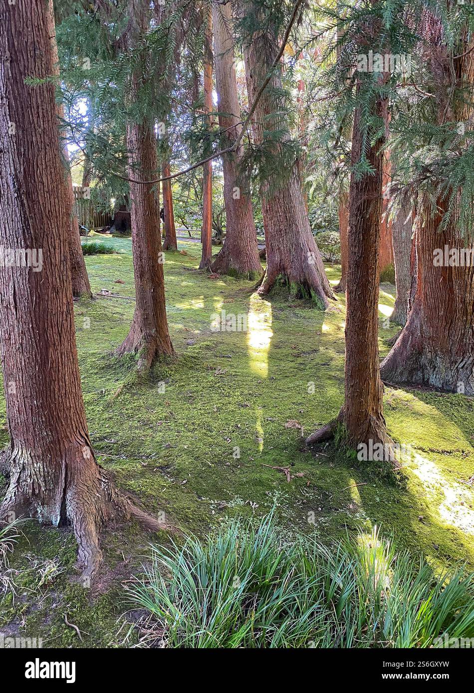 Sequoia Forest, Portland, Oregon Stockfoto