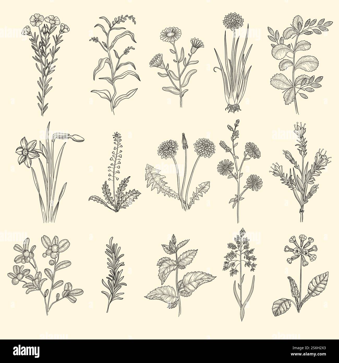 Medizinische Kräuterskizze. Botanische Blumentherapie Naturpflanzen mit Blätter Vektorblumen Sammlung. Medizinische florale botanische, natürliche Pflanzentherapie Illustration. Medizinische Kräuterskizze. Botanische Blumentherapie Naturpflanzen mit Blätter Vektorblumen Sammlung Stock Vektor