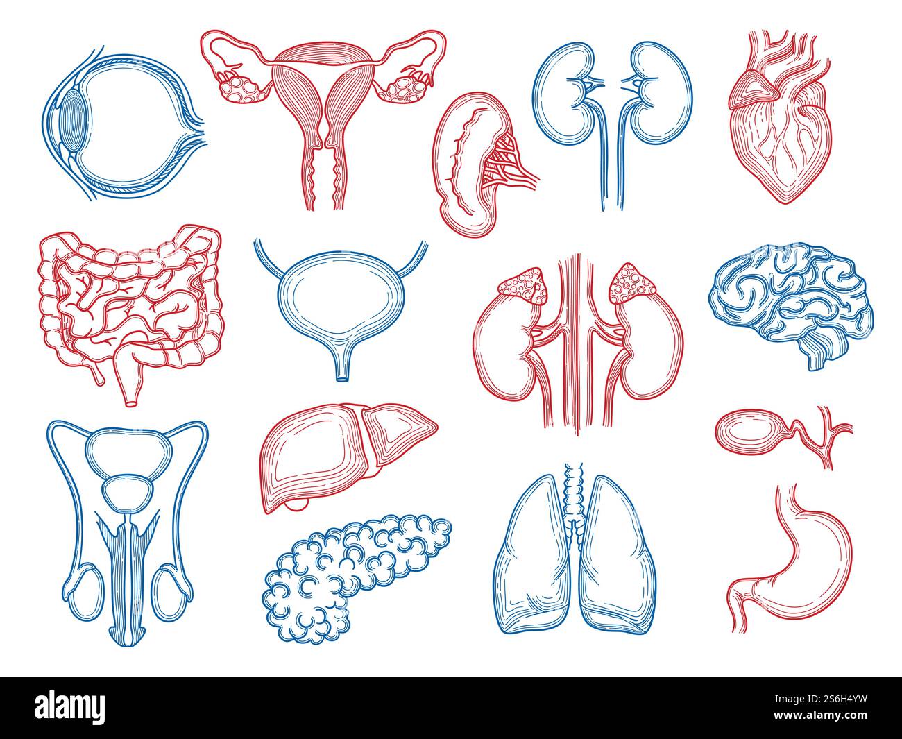 Organskizze. Menschliche Körperteile medizinische Anatomie setzen Leberherzen Niere Gehirn Magen Vektor. Illustration Hirnskizze, Leber und Niere, Darm und Milz. Organskizze. Menschliche Körperteile medizinische Anatomie setzen Leberherzen Niere Gehirn Magen Vektor Stock Vektor