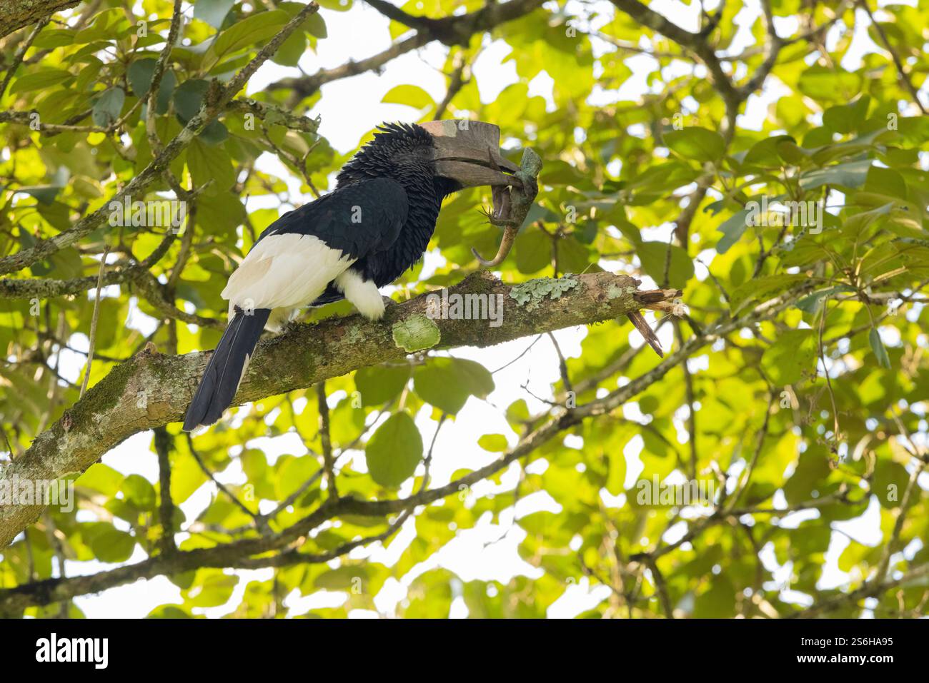 Schwarz-weiß-Casqued-Nashornvogel Bycanistes subzylindricus, Erwachsener auf einem Baum mit Eidechsenbeute, Kibale Guest Cottages, Uganda, September Stockfoto