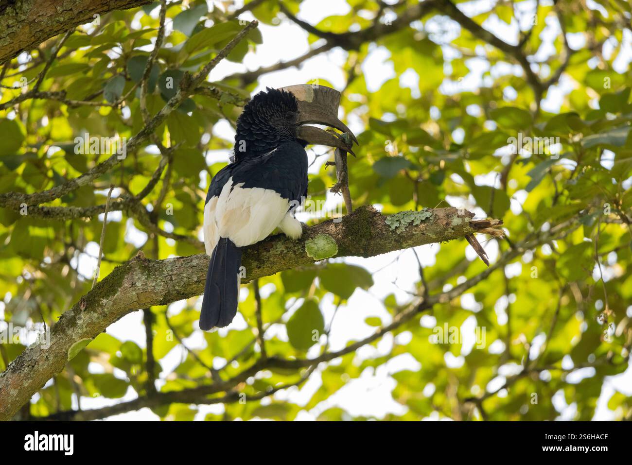 Schwarz-weiß-Casqued-Nashornvogel Bycanistes subzylindricus, Erwachsener auf einem Baum mit Eidechsenbeute, Kibale Guest Cottages, Uganda, September Stockfoto
