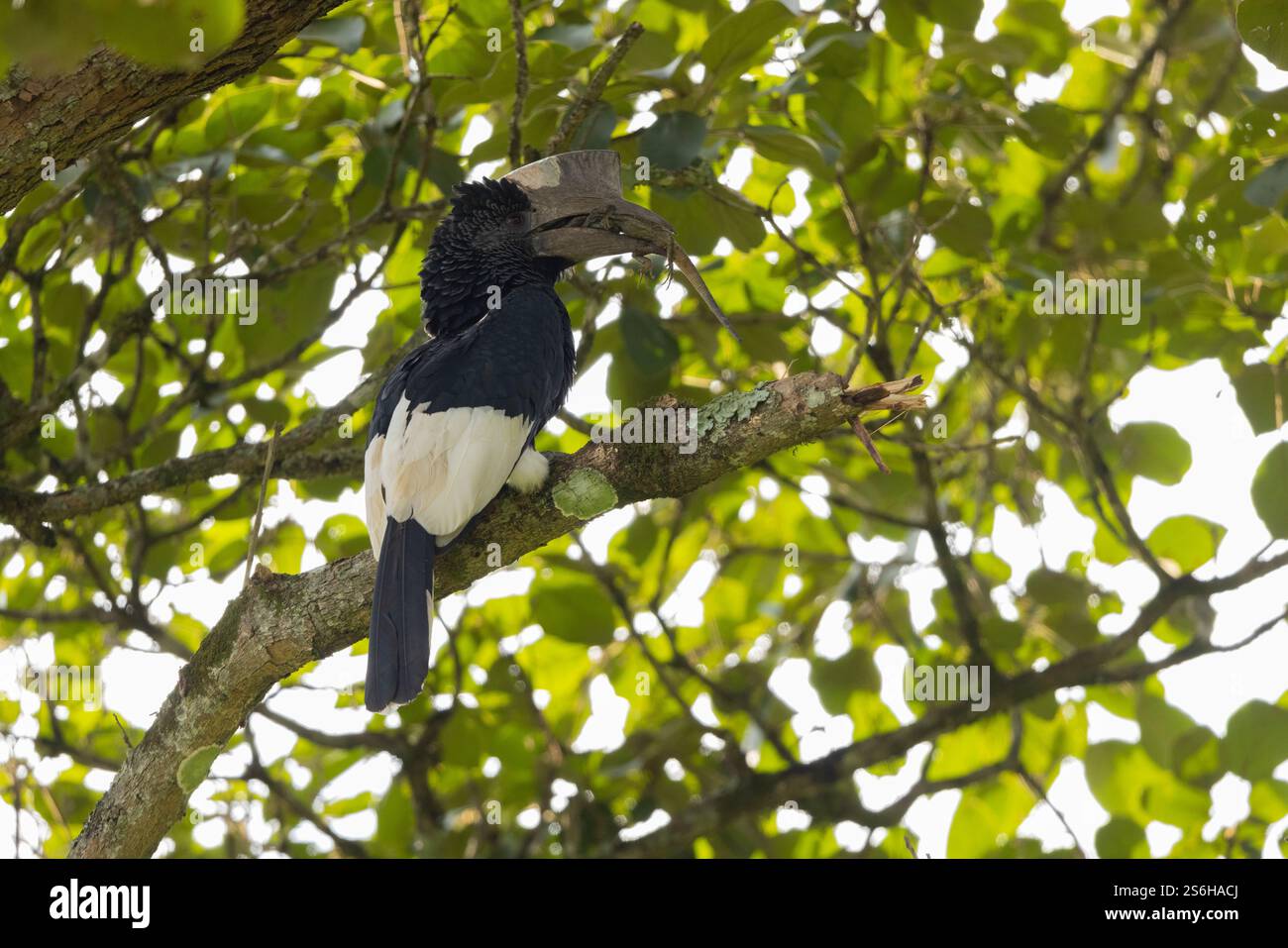Schwarz-weiß-Casqued-Nashornvogel Bycanistes subzylindricus, Erwachsener auf einem Baum mit Eidechsenbeute, Kibale Guest Cottages, Uganda, September Stockfoto