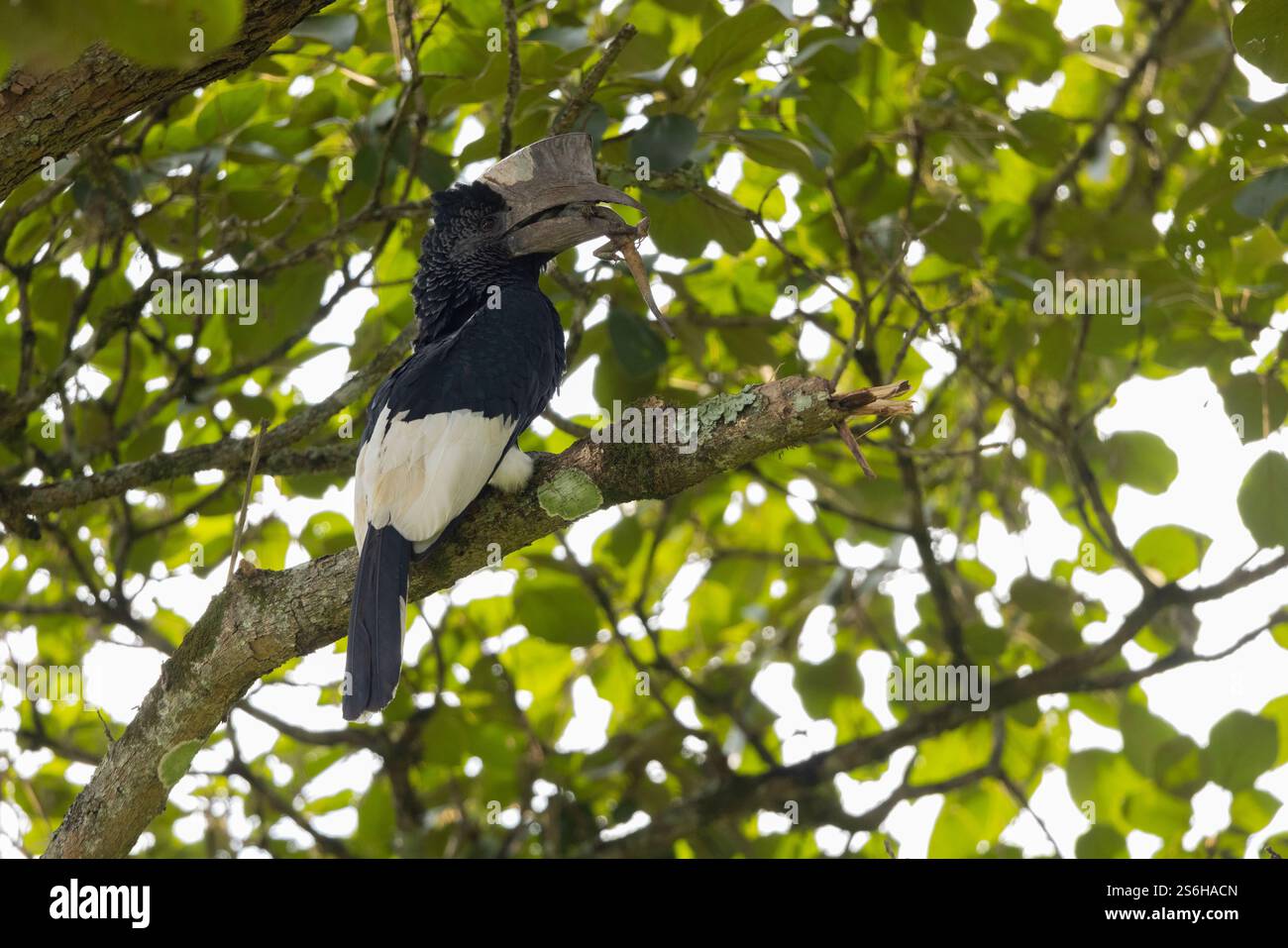 Schwarz-weiß-Casqued-Nashornvogel Bycanistes subzylindricus, Erwachsener auf einem Baum mit Eidechsenbeute, Kibale Guest Cottages, Uganda, September Stockfoto