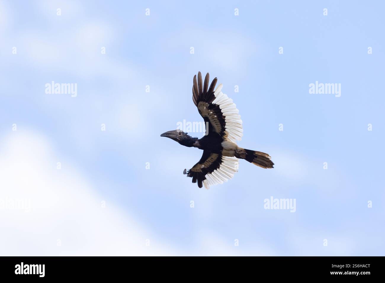 Schwarz-weiß-kaskierter Nashornvogel Bycanistes subzylindricus, Jungtier im Flug, Entebbe Botanical Gardens, Uganda, September Stockfoto