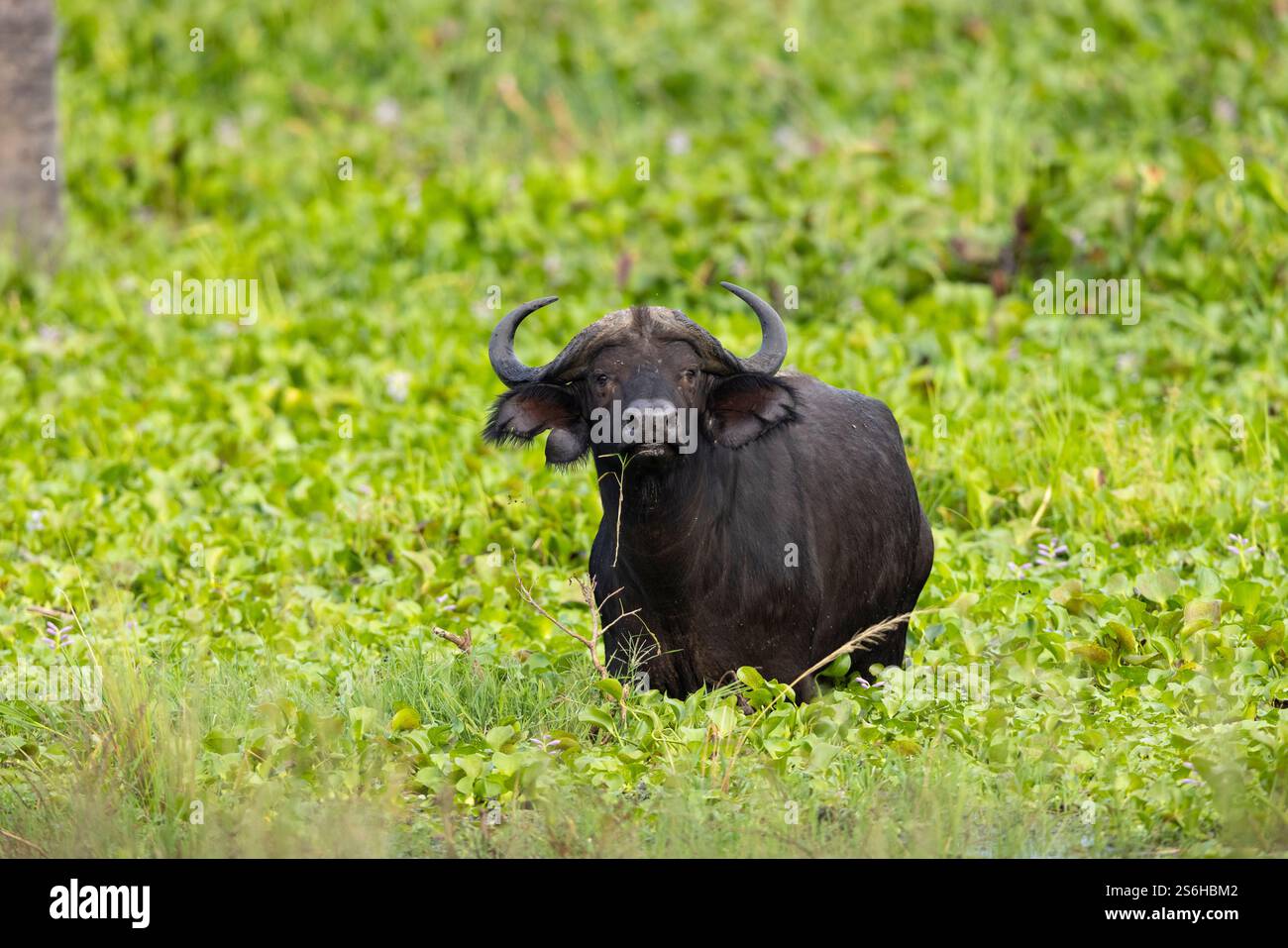 Cape Buffalo Syncerus Caffer Caffer Caffer, Erwachsene auf der Suche nach Marsch, Murchison Falls, Uganda, September Stockfoto