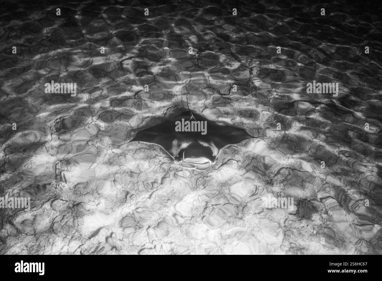 Ein Mantarochen schwimmt in der flachen Lagune von Sun Island - Malediven Stockfoto