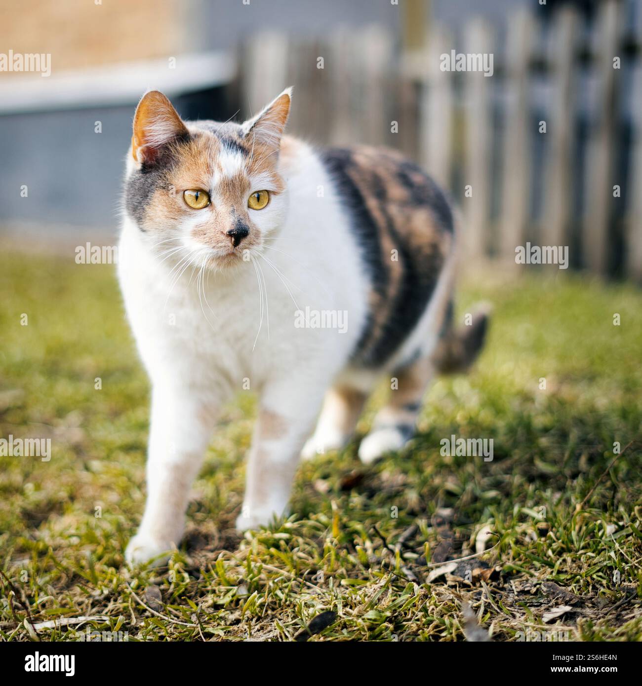Bunte Katze auf der Straße. Hochwertige Fotos Stockfoto