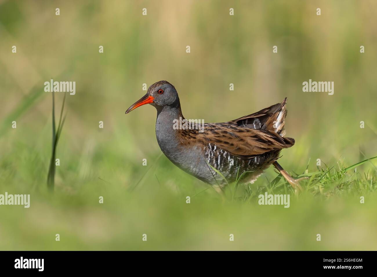 Water Rail Bird in Green Grassland Habitat Stockfoto