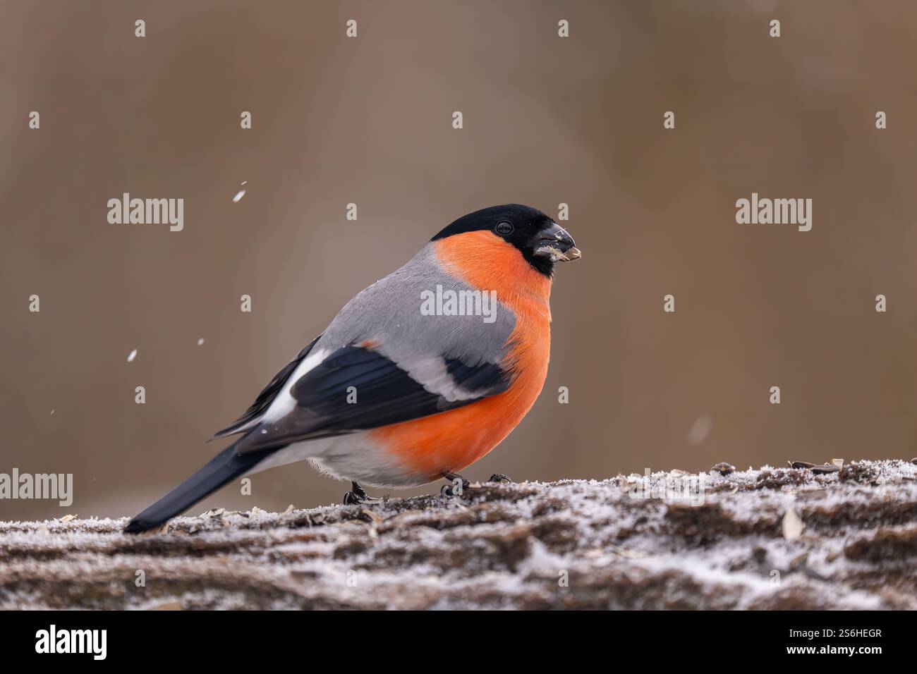 Atemberaubender Bullfinch im Winter Wonderland Stockfoto
