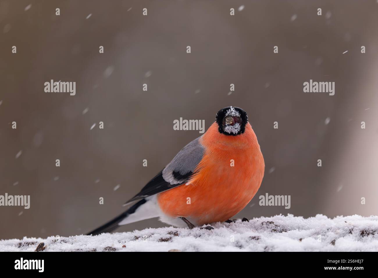 Bullfinch im Winter Wonderland Day Stockfoto