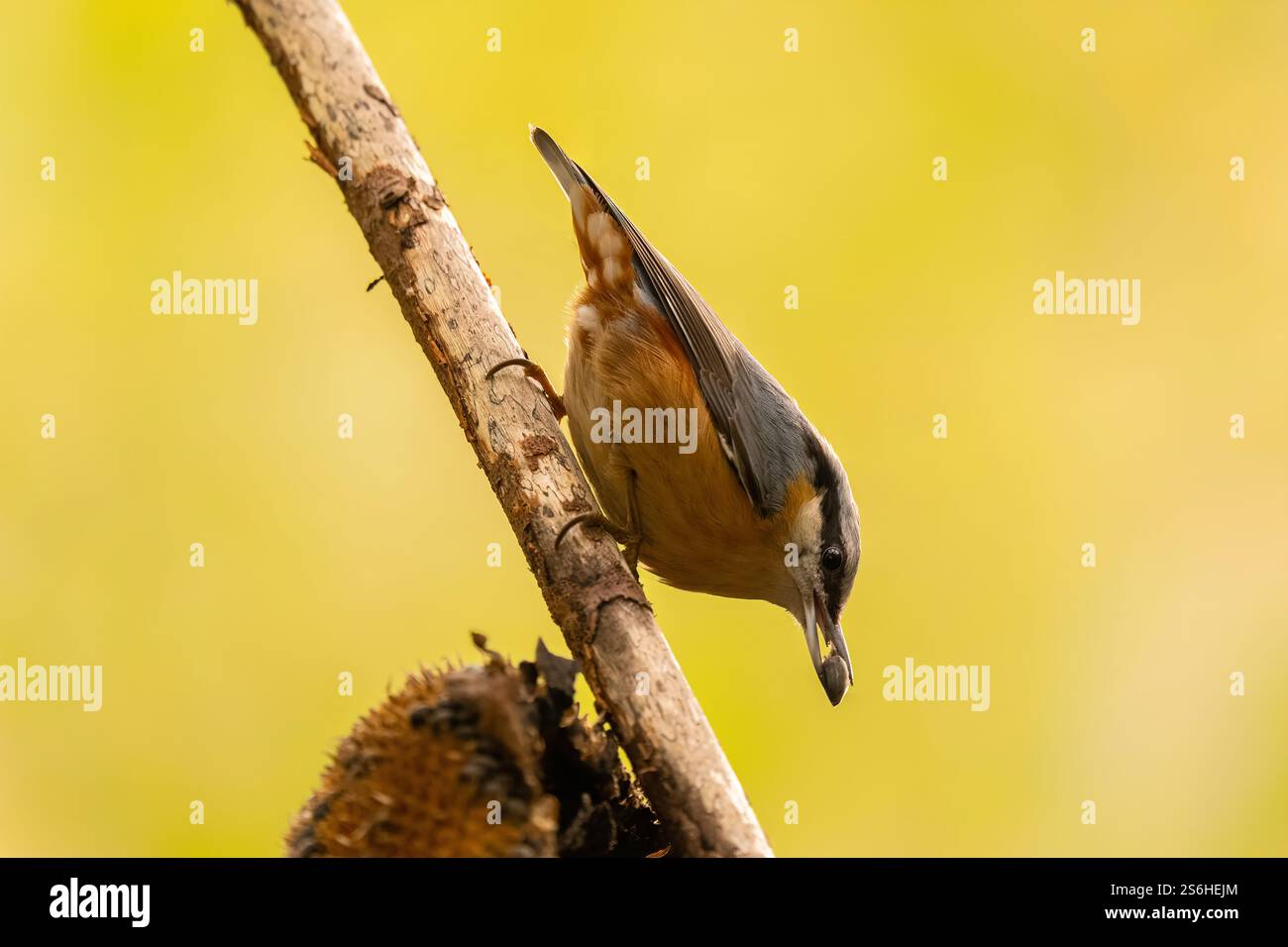 Nuthatch auf Verzweigung, Herbstfarben Stockfoto