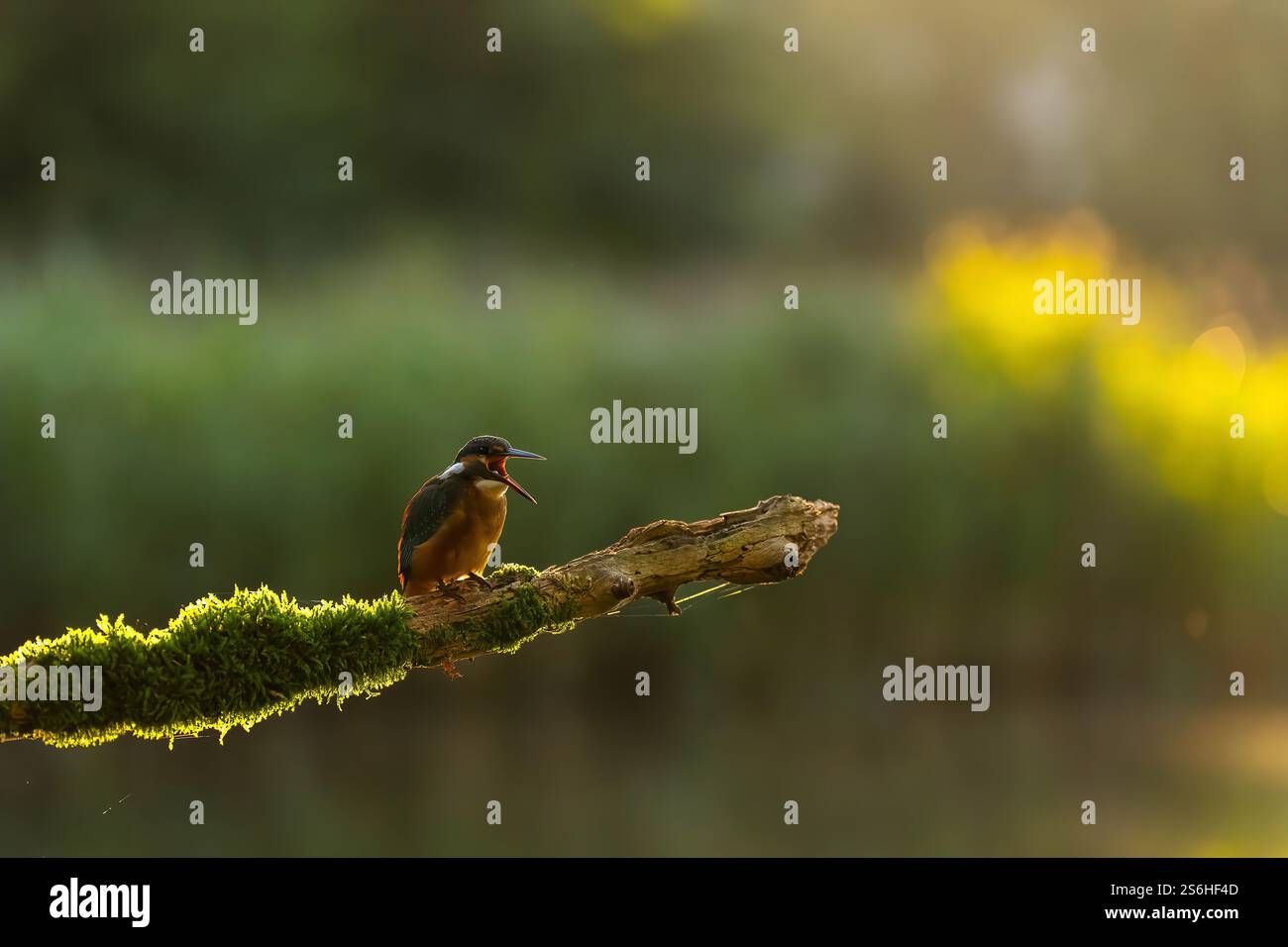 Eisvogel auf Mossy Branch zur Golden Hour Stockfoto