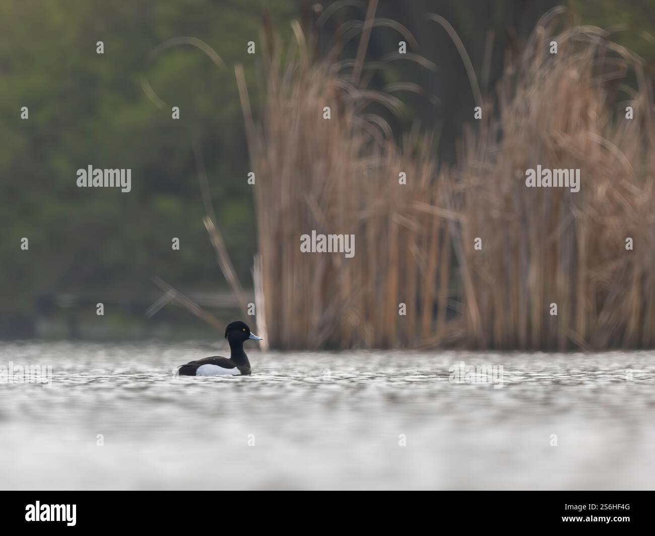 Tuft Duck am Serene Lake: Ein ruhiger Wildlife-Moment Stockfoto