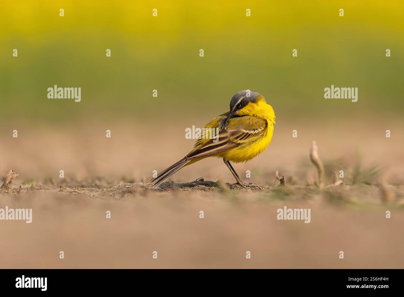 Gelber Wagtail Vogel in seinem natürlichen Lebensraum Stockfoto