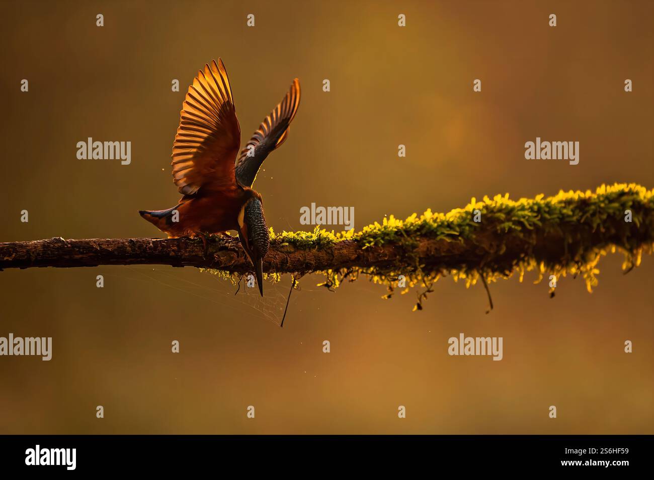 Golden Hour Kingfisher: Ein atemberaubender Teil der Schönheit der Natur Stockfoto