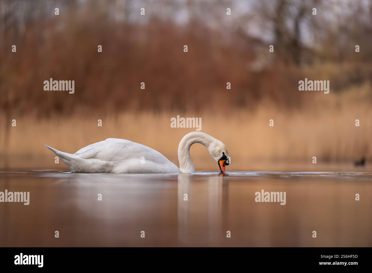 Serene Swan's Reflexion auf einem ruhigen See Stockfoto