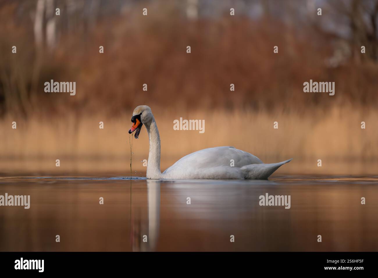 Serene Swan on Calm Waters: Eine ruhige Wildtierszene Stockfoto