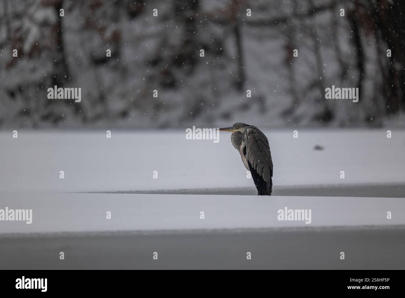 Graureiher im Winter Wonderland: Ein einsamer Vogel auf dem gefrorenen See Stockfoto