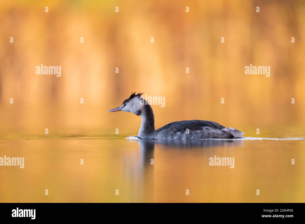 Golden Hour Grebe: Eine ruhige herbstliche Seeszene Stockfoto