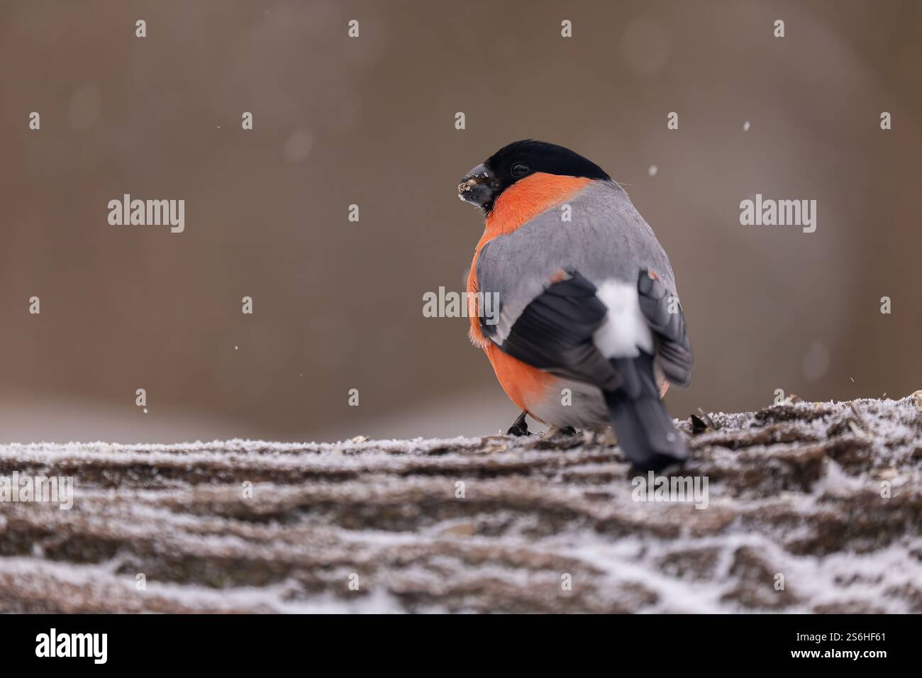 Bullfinch im Winter Wonderland: Ein atemberaubendes Vogelporträt Stockfoto