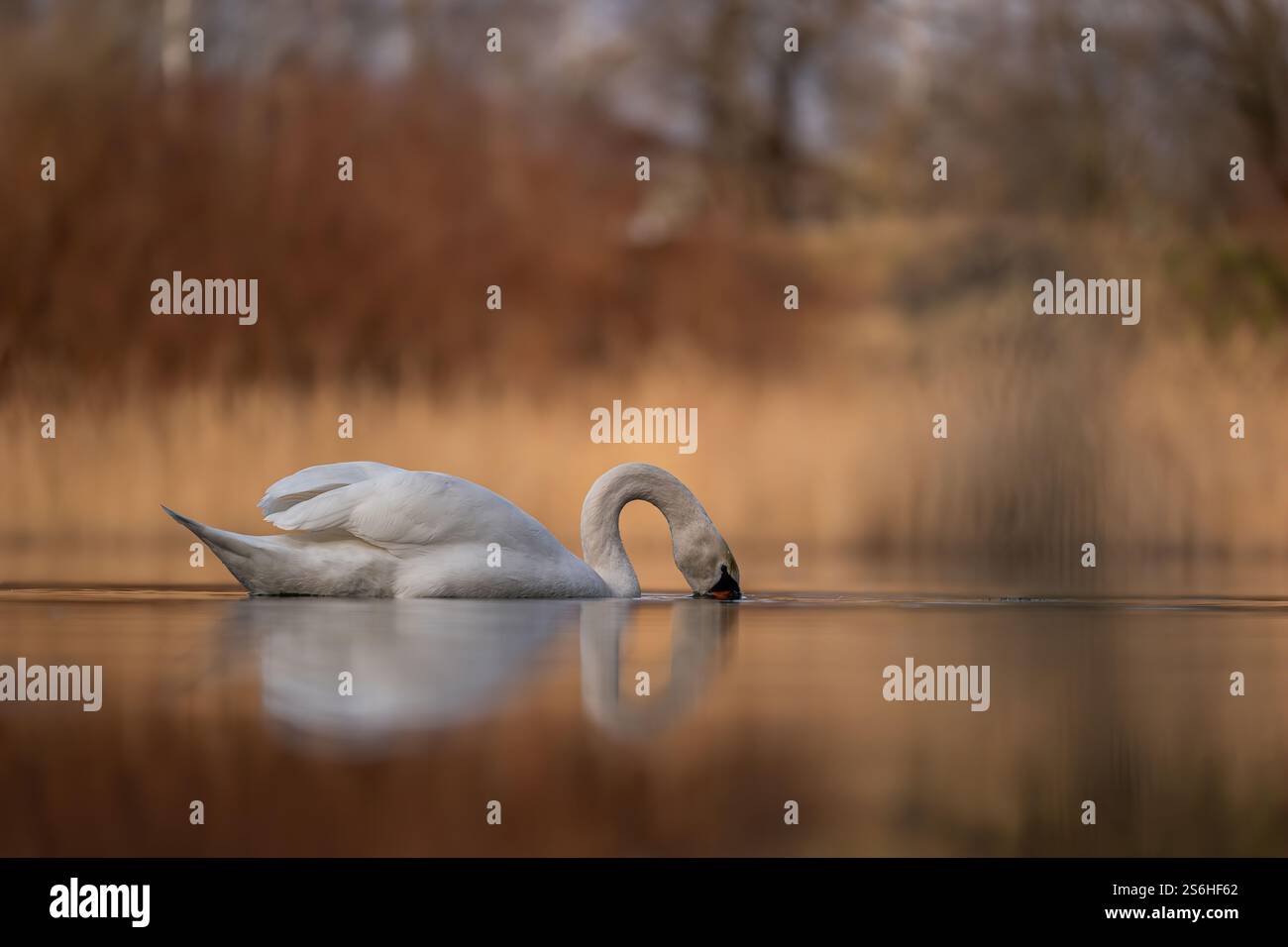 Serene Swan zur Golden Hour Stockfoto