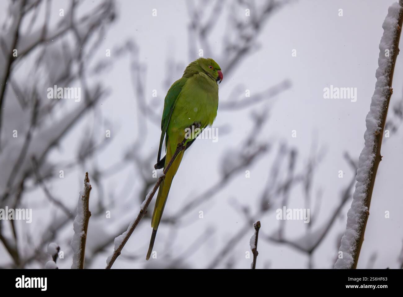 Ein Rosensittich auf einem schneebedeckten Zweig Stockfoto
