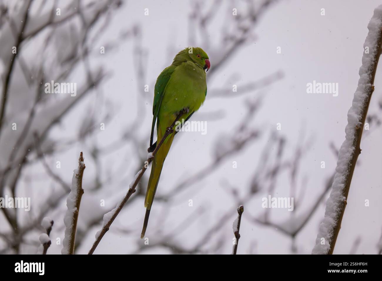 Ein Ringhals-Sittich, der im Winter auf einem schneebedeckten Zweig thront Stockfoto