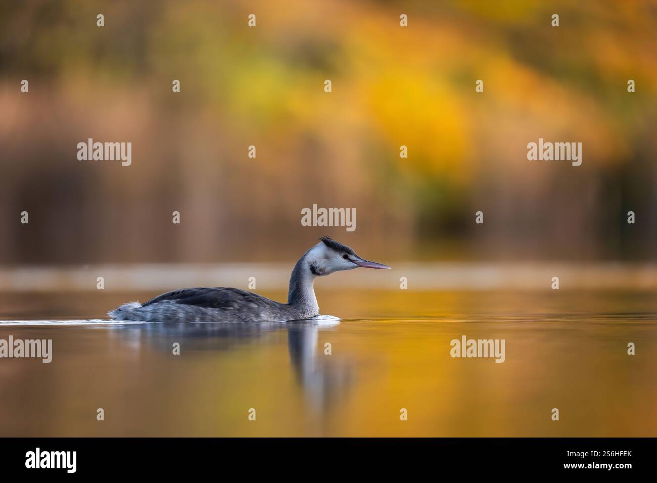 Der große Schurkenschnabel in herbstlichen Reflektionen Stockfoto