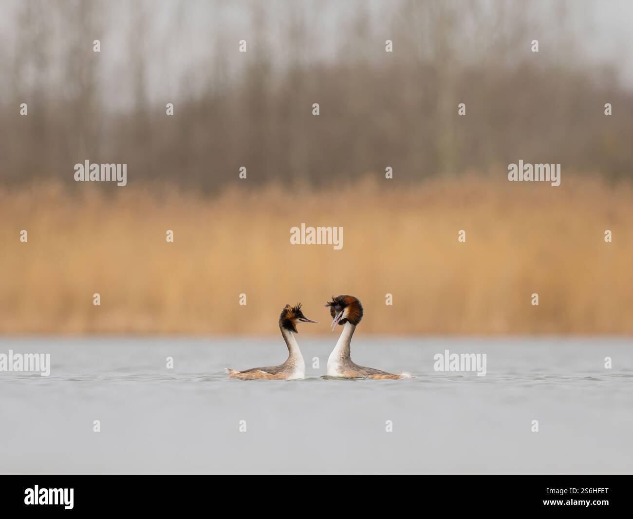 Great Crested Grebes Paarungsritual am Calm Lake Stockfoto