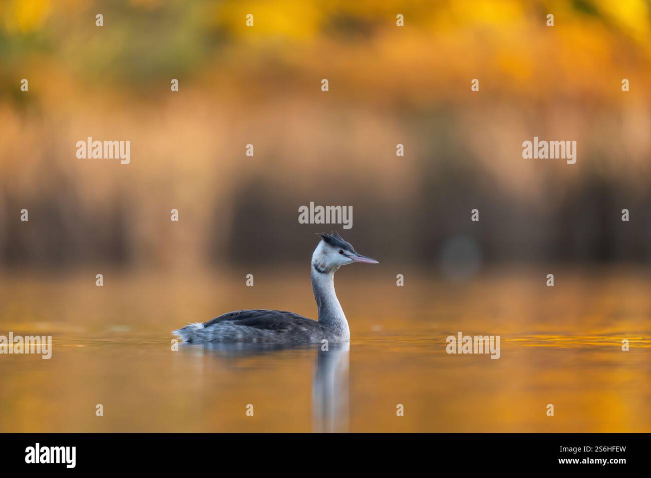 Der große Schurken-Grebe bei der Golden Hour Stockfoto
