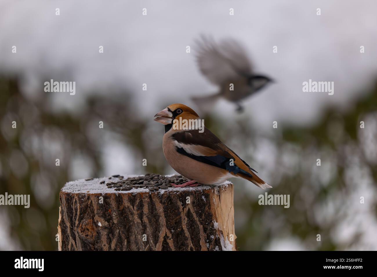 Hawfinch auf einem verschneiten Baumstumpf mit verschwommenem Hintergrund Stockfoto